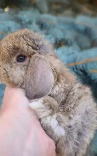خرگوش مهربون