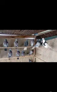 تعدادی سبز کاکولی وبی کاکول بهشرط بالای ۷ساعت