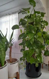پتوس چماقی
