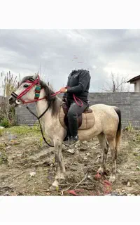 مادیان غزل هفت ماه ابستن