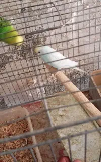 مرغ عشق مولد روی تخم و جوجه