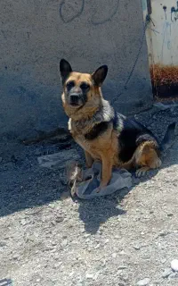 سگ تربیت شده