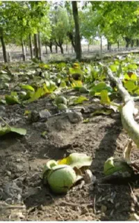 تکاندن گردو با بیش از 20سال سابقه کاری
