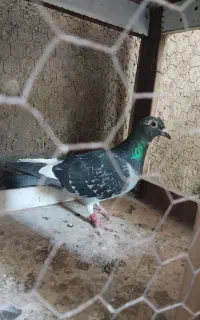 فروش یک عدد دوبر ماده