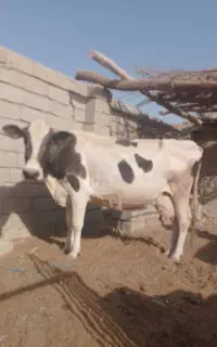 گاو شیری ابست