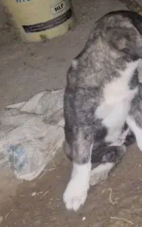 یک توله خراسانی
