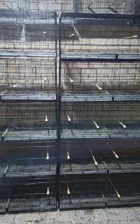 فروش قفس غلامی