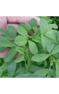یونجه خشک بار سوم