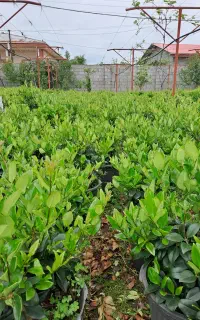 گل یاس هلندی