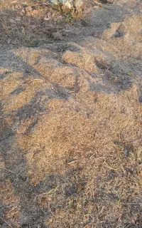 کاه ماشک