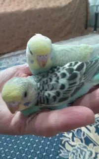 مرغ عشق