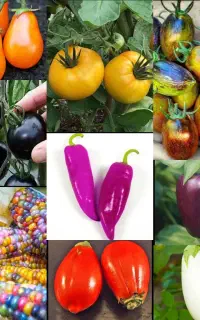 فروش نشا گوجه فلفل بادمجان کدو خیار پر محصول خارجی