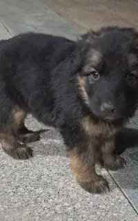 واگذاری توله ژرمن