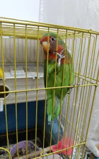 طوطی برزیلی