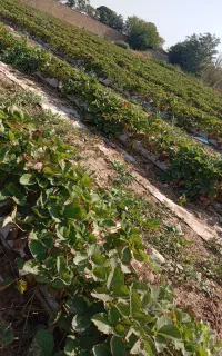 نشا پایه مادری سابرینا
