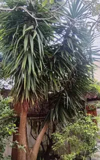 یوکا