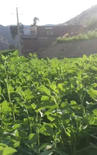 یونجه درجه ۱