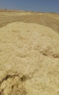 32باک کاه