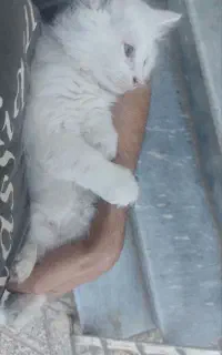 بچه گربه پرشین