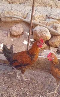 خروس لری
