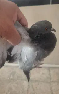 کبوتر