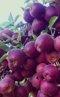 .نیروبرای سیب چیدن.