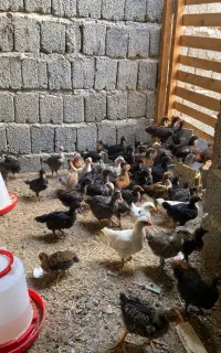 فروش جوجه محلی اصیل