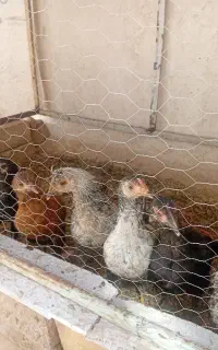 جوجه