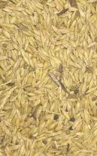 جو تمیز بدون حشر