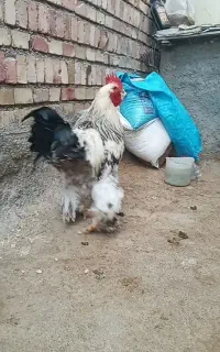 خروس برهما