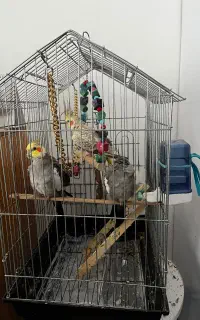 قفس عروس هلندی در حد نو