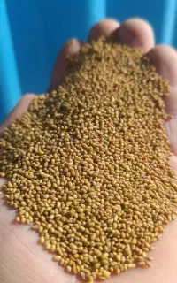 بذر قرە(رشە) یونجەی تپەرش