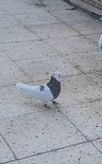 کفتر طوقی گمشده