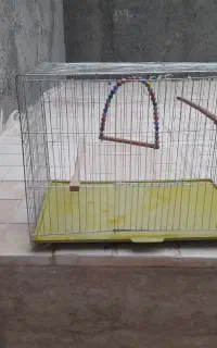 قفس معاوض با مرغ عشق