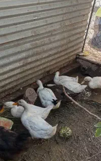اردک . موقعیت جغتای