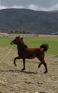 کره نریان کرد