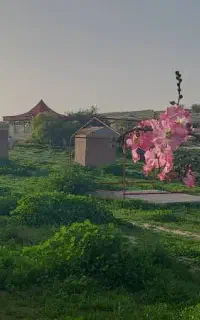 کود گوسفندی تناژ بالا