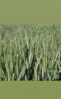بذر گندم اکراینی وارداتی/ کیفیت بالا/مناسب کشت