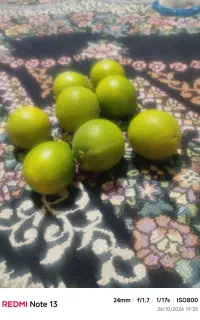 پرتقال خریدارم روداب غربی خودم هم می‌چینم