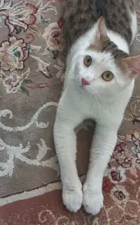 واگذاری رایگان گربه نر