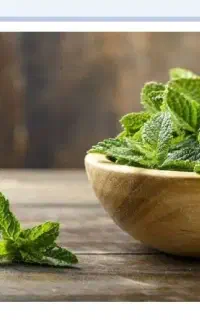 برگ نعنا برای عرقگیری