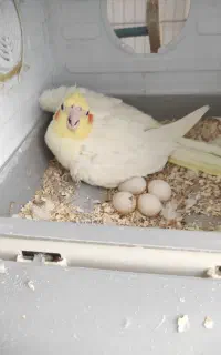 عروس هلندی با ۴ تا تخم