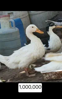 غاز محلی نر و ماده