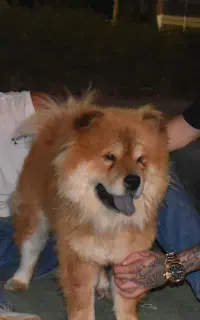 فروش سگ چاو چاو