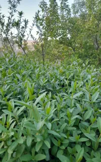 استخدام نیروی باغبانی