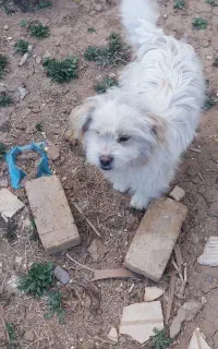 سگ پا پی (پاکوتاه)