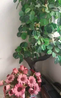 درخت وگلدان نو وتمیز تک دانه وچینی الات. کفش