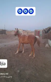 کره مادیان کرد ۲ ساله