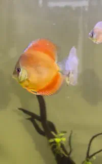 دیسکس وحشی گرید A++