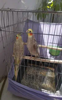 عروس هلندی سخنگو